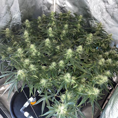 Auto Citrus Skunk growlog timeline photo