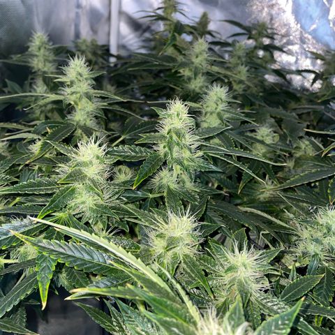 Auto Citrus Skunk growlog timeline photo
