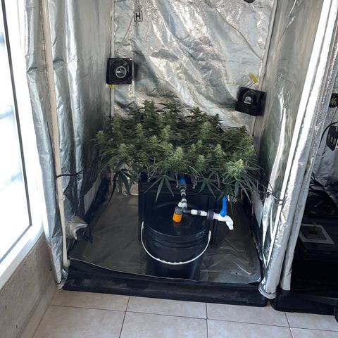Auto Citrus Skunk growlog timeline photo