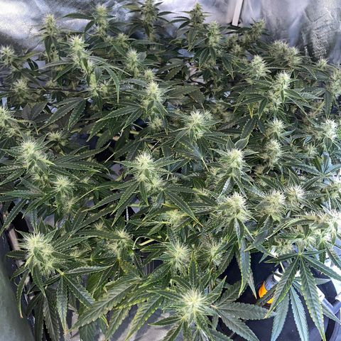 Auto Citrus Skunk growlog timeline photo
