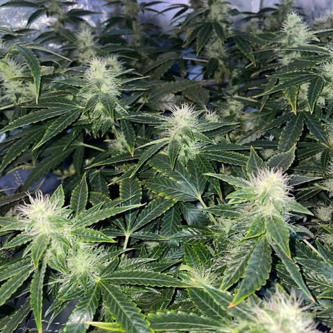 Auto Citrus Skunk growlog timeline photo