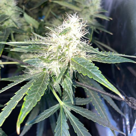 Auto Citrus Skunk growlog timeline photo