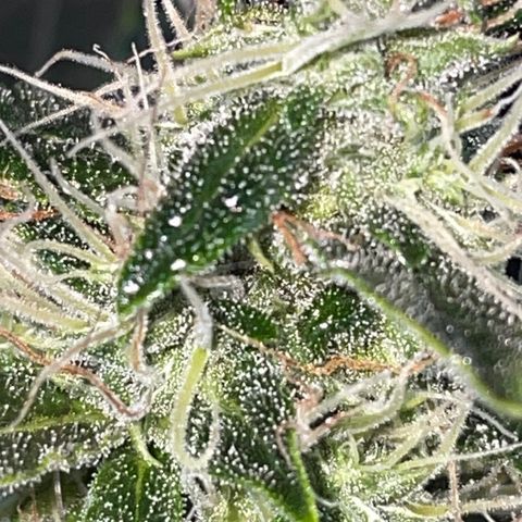 Auto Citrus Skunk growlog timeline photo