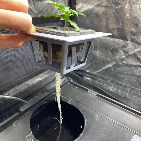 Royal Dwarf growlog timeline photo