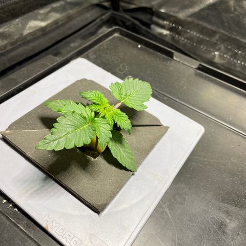 Royal Dwarf growlog timeline photo