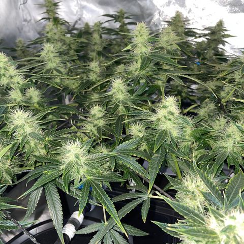 Auto Citrus Skunk growlog timeline photo
