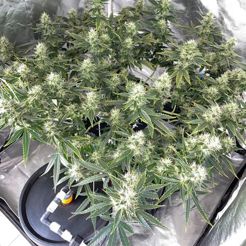 Auto Citrus Skunk growlog timeline photo