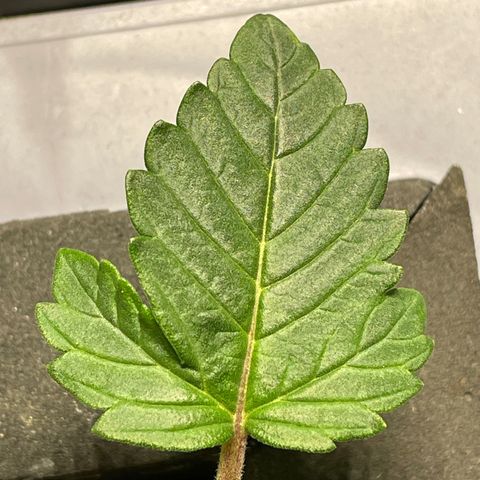 Royal Dwarf growlog timeline photo