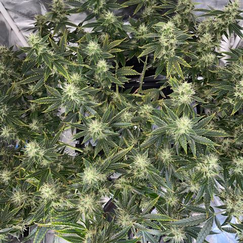 Auto Citrus Skunk growlog timeline photo