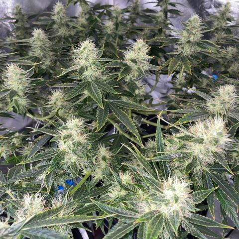 Auto Citrus Skunk growlog timeline photo