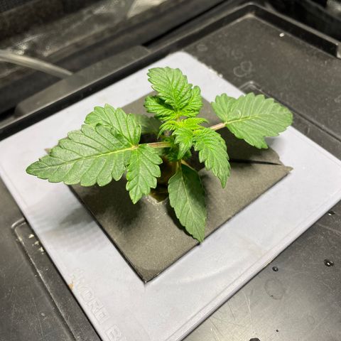 Royal Dwarf growlog timeline photo