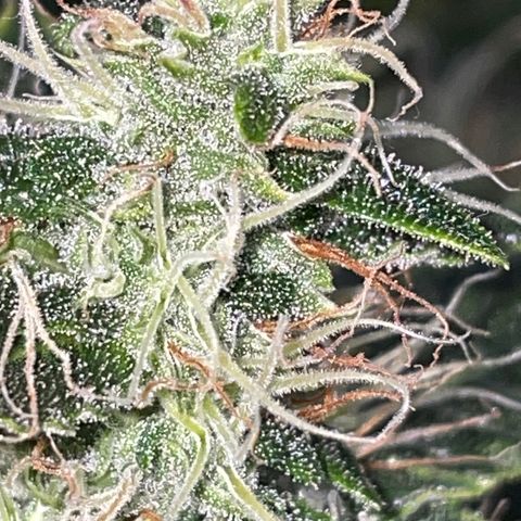 Auto Citrus Skunk growlog timeline photo