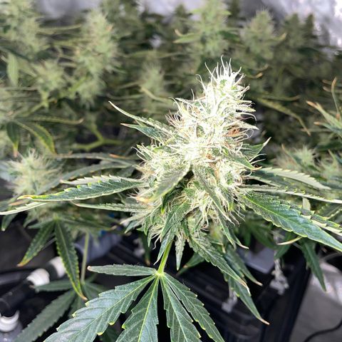 Auto Citrus Skunk growlog timeline photo