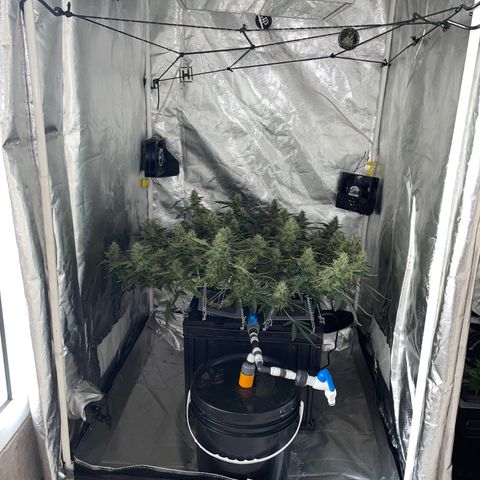 Auto Citrus Skunk growlog timeline photo