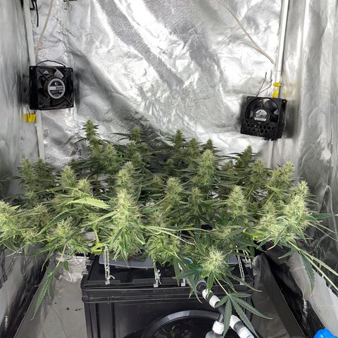 Auto Citrus Skunk growlog timeline photo