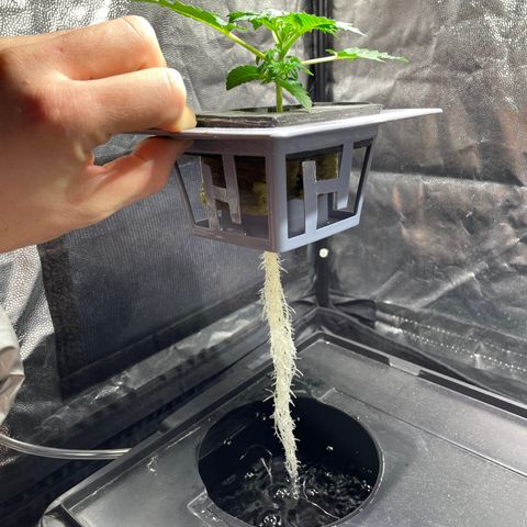 Royal Dwarf growlog timeline photo
