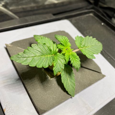 Royal Dwarf growlog timeline photo