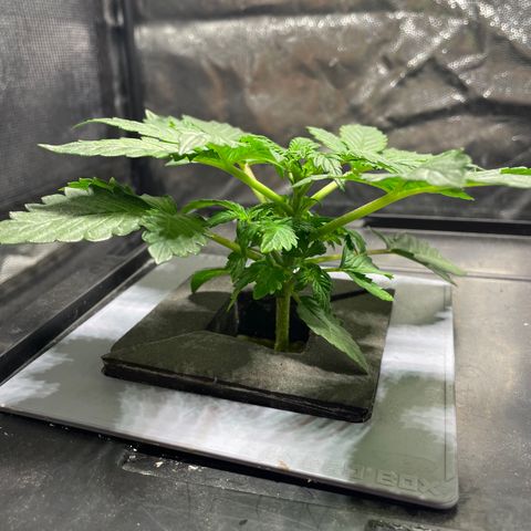 Royal Dwarf growlog timeline photo