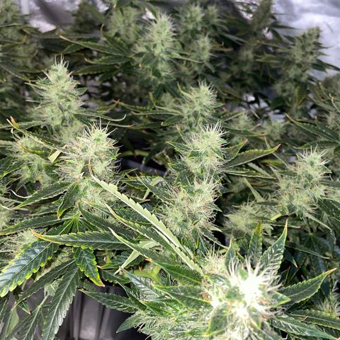 Auto Citrus Skunk growlog timeline photo