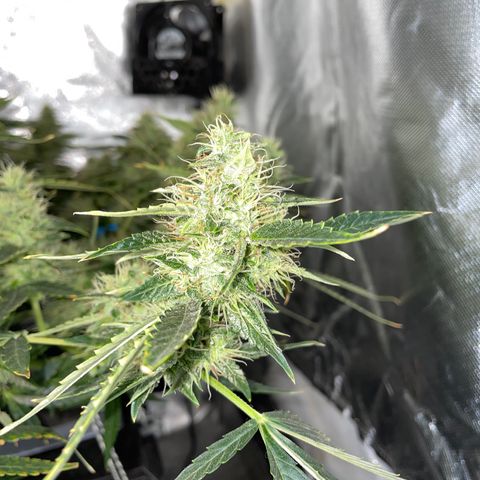 Auto Citrus Skunk growlog timeline photo