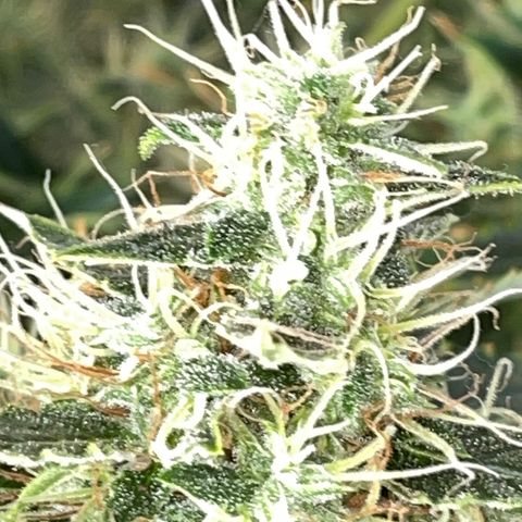 Auto Citrus Skunk growlog timeline photo