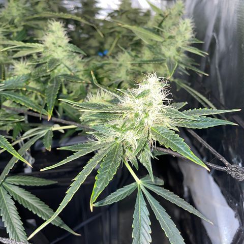 Auto Citrus Skunk growlog timeline photo