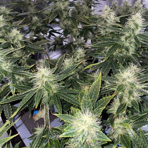 Auto Citrus Skunk growlog timeline photo