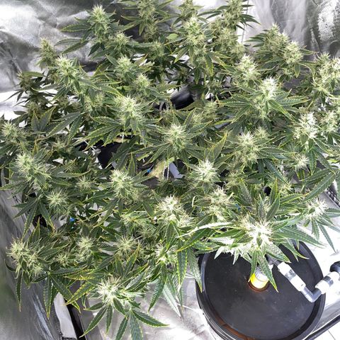Auto Citrus Skunk growlog timeline photo