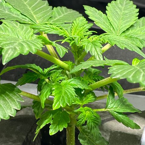 Royal Dwarf growlog timeline photo