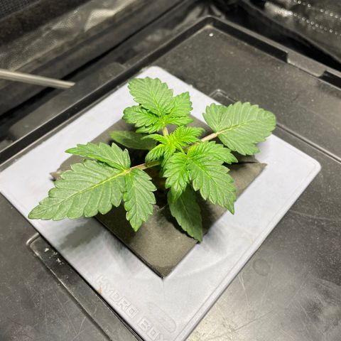Royal Dwarf growlog timeline photo