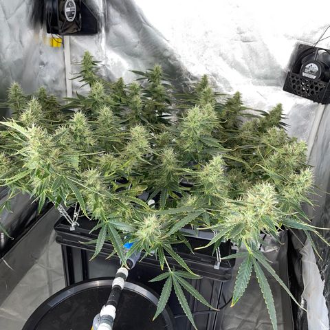 Auto Citrus Skunk growlog timeline photo