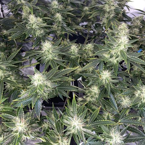 Auto Citrus Skunk growlog timeline photo