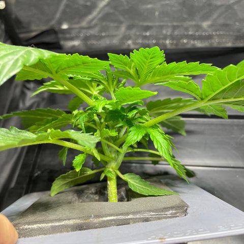 Royal Dwarf growlog timeline photo