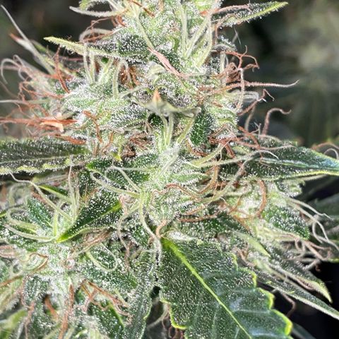 Auto Citrus Skunk growlog timeline photo