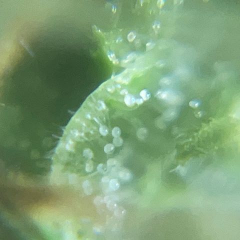 Auto Citrus Skunk growlog timeline photo