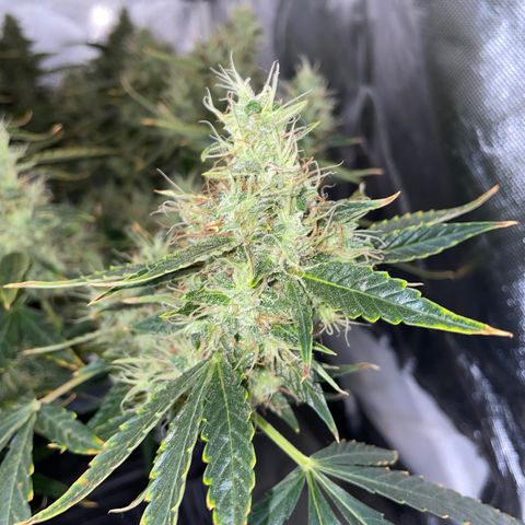 Auto Citrus Skunk growlog timeline photo