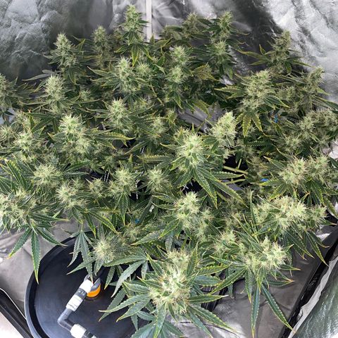 Auto Citrus Skunk growlog timeline photo