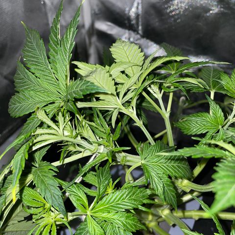Royal Dwarf growlog timeline photo