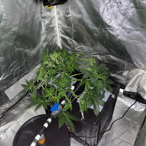 Royal Dwarf growlog timeline photo