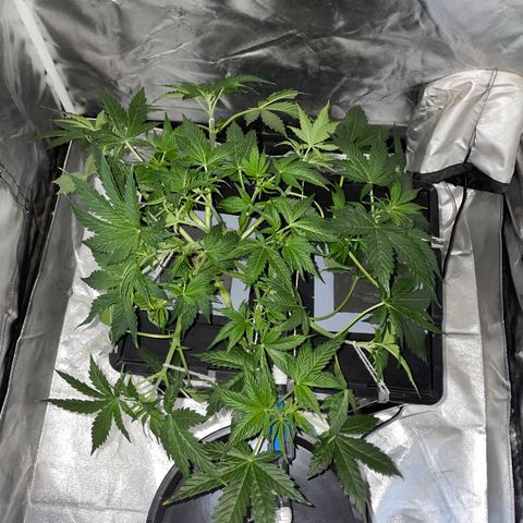 Royal Dwarf growlog timeline photo
