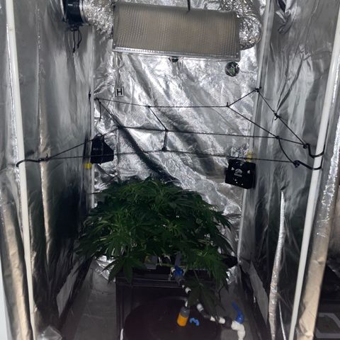 Royal Dwarf growlog timeline photo