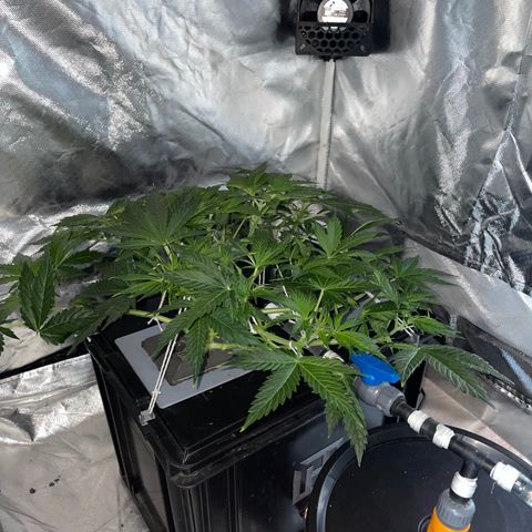 Royal Dwarf growlog timeline photo