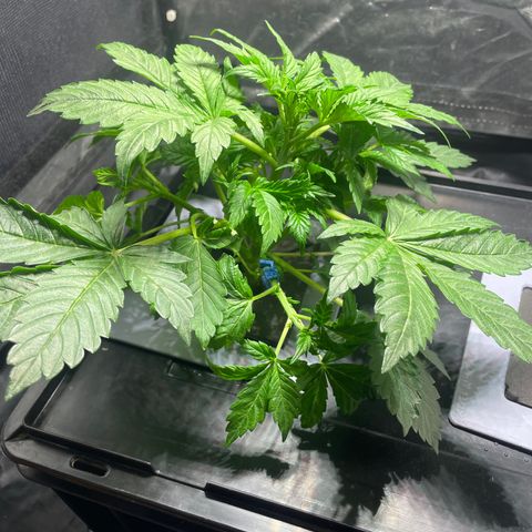 Royal Dwarf growlog timeline photo