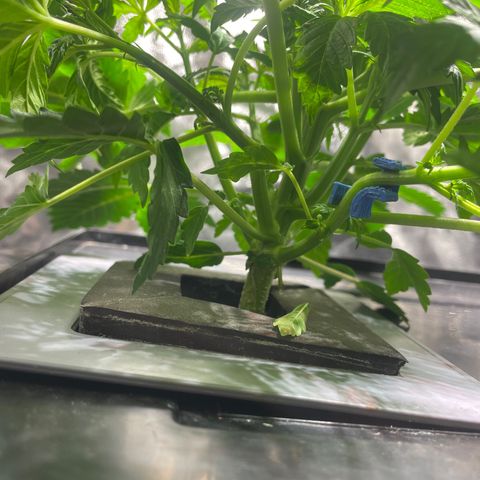 Royal Dwarf growlog timeline photo