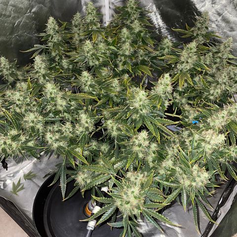 Auto Citrus Skunk growlog timeline photo