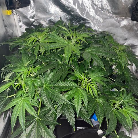 Royal Dwarf growlog timeline photo
