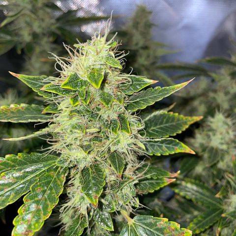 Auto Citrus Skunk growlog timeline photo