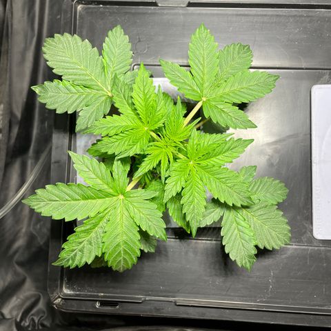 Royal Dwarf growlog timeline photo