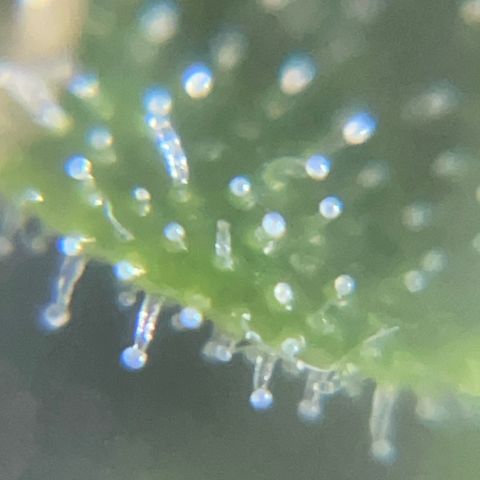 Auto Citrus Skunk growlog timeline photo