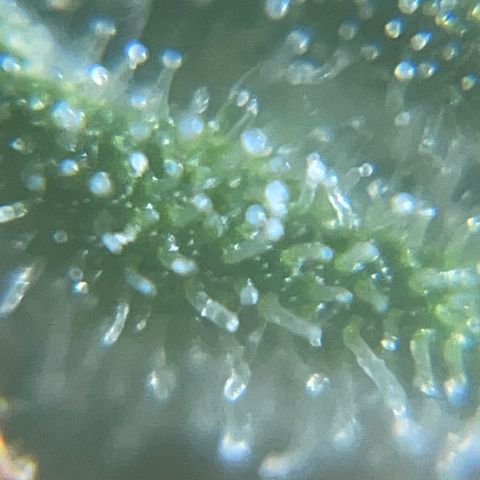 Auto Citrus Skunk growlog timeline photo